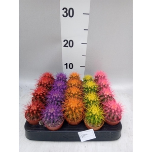 Echinocactus grusonii