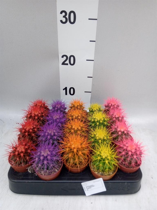 <h4>Echinocactus grusonii</h4>