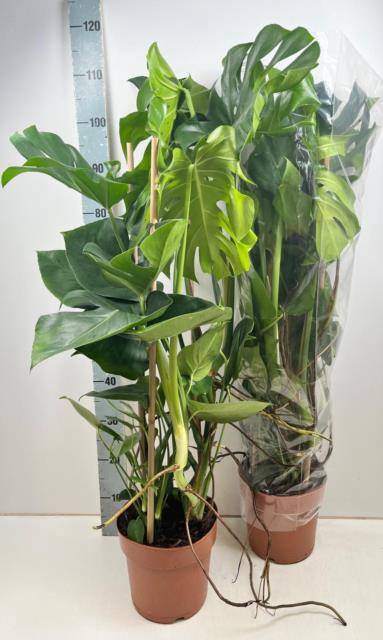 <h4>MONSTERA DELICIOSA</h4>