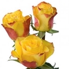 Rosa gr High & Magic Yellow