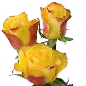 Rosa gr High & Magic Yellow