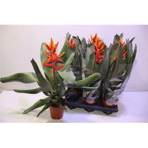 arr8 Aech Pe Elegant Flam