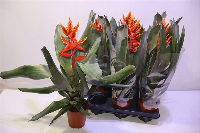 <h4>arr8 Aech Pe Elegant Flam</h4>