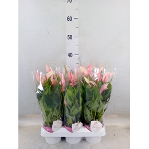 Anthurium andr. 'Lilli'
