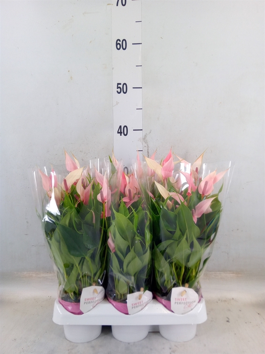 <h4>Anthurium andr. 'Lilli'</h4>