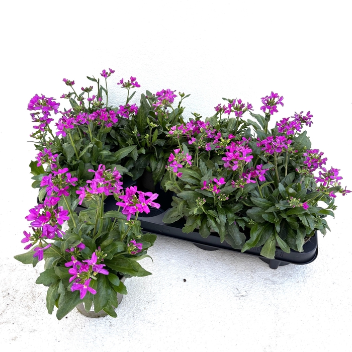 <h4>ARABIS BLEPH</h4>