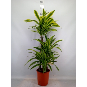 Dracaena fr de 'LemonLime'