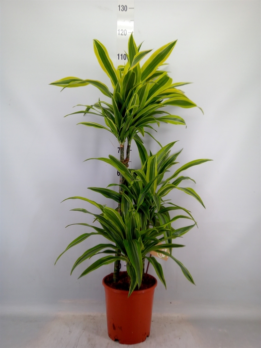 <h4>Dracaena fr de 'LemonLime'</h4>