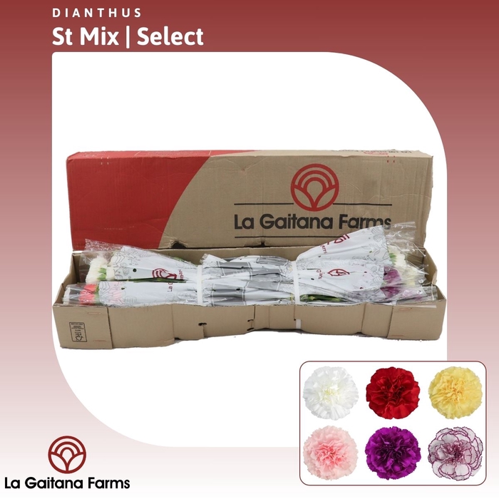 <h4>Dianthus st Mix | Select</h4>