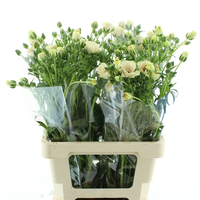 <h4>Ran Butterfl Ariadne</h4>