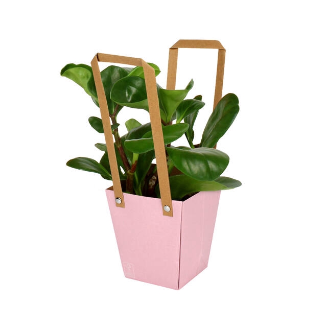 <h4>Bag Energy Carton 13x9.5xH15cm pink 10/bag</h4>