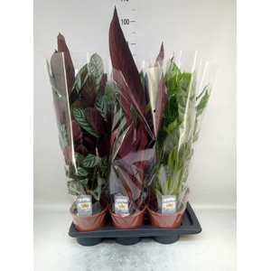 Calathea   ...mix 4