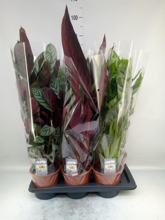 <h4>Calathea   ...mix 4</h4>