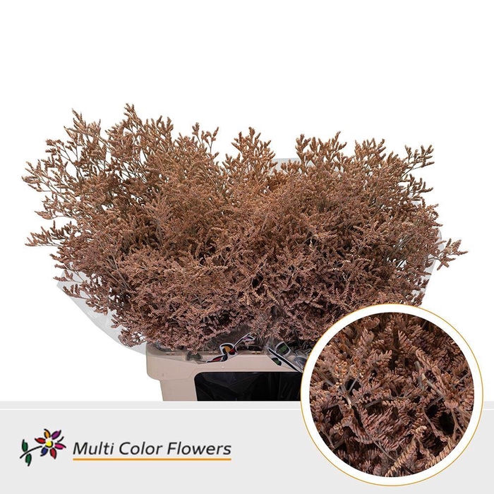 <h4>Limonium DYED Apricot</h4>