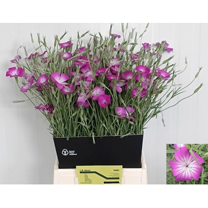AGROSTEMMA QUEEN PURPLE AGROSTEM QU