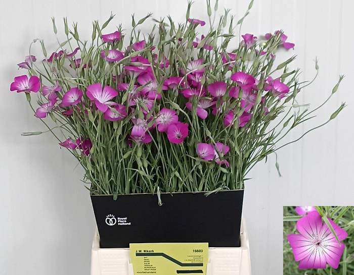 <h4>AGROSTEMMA QUEEN PURPLE AGROSTEM QU</h4>