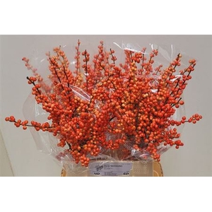 Ilex Ve Oudijks Orange