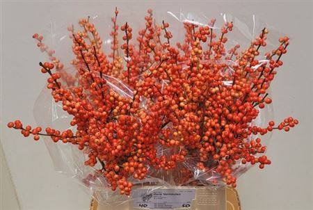 <h4>Ilex Ve Oudijks Orange</h4>