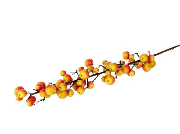 <h4>STEM APPLE SENTINEL L135 orange</h4>