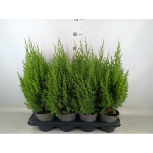 Juniperus chinensis 'Stricta'