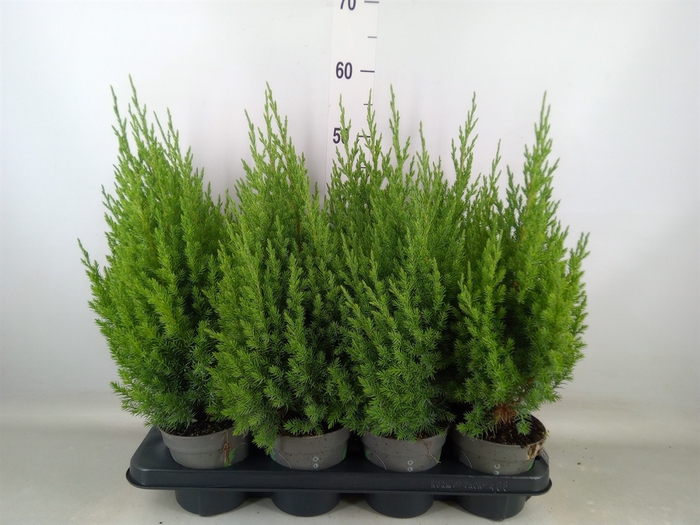 <h4>Juniperus chinensis 'Stricta'</h4>