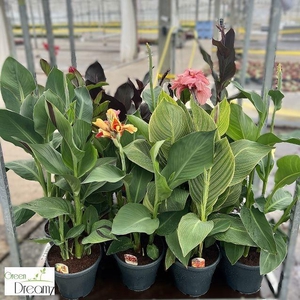 CANNA CANNOVA GEM