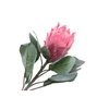 Protea Barbigera Pink