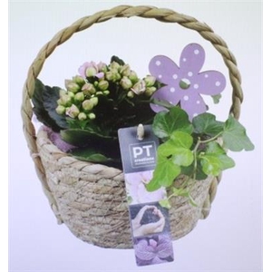 6563 ROZE HENGSELMANDJE