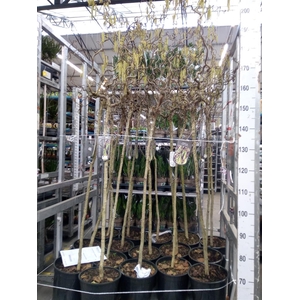 Corylus avellana 'Contorta'