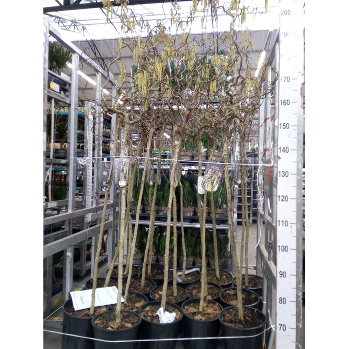 <h4>Corylus avellana 'Contorta'</h4>