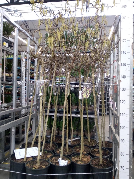 Corylus avellana 'Contorta'