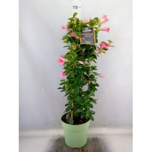 Mandevilla  'Sundavil Flaming Pink'