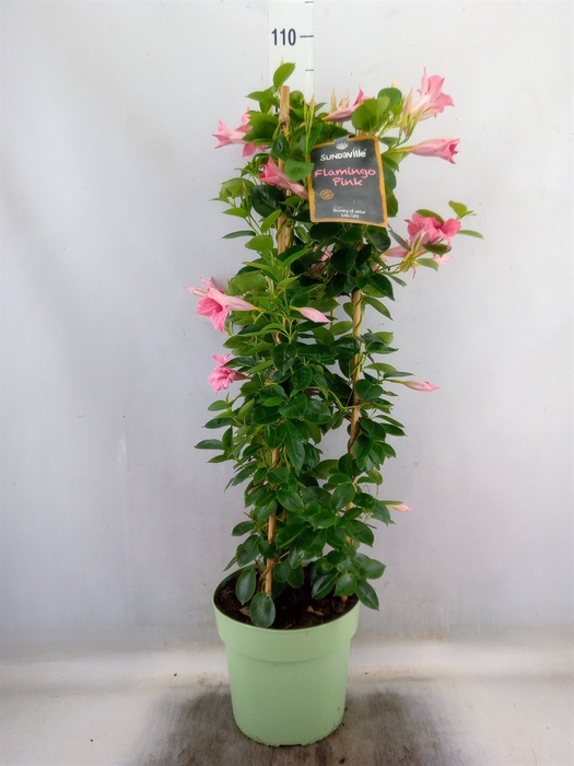 <h4>Mandevilla  'Sundavil Flaming Pink'</h4>
