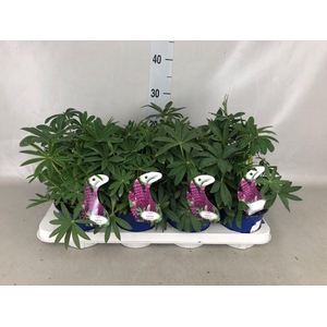 Lupinus  'Gallery Blue'