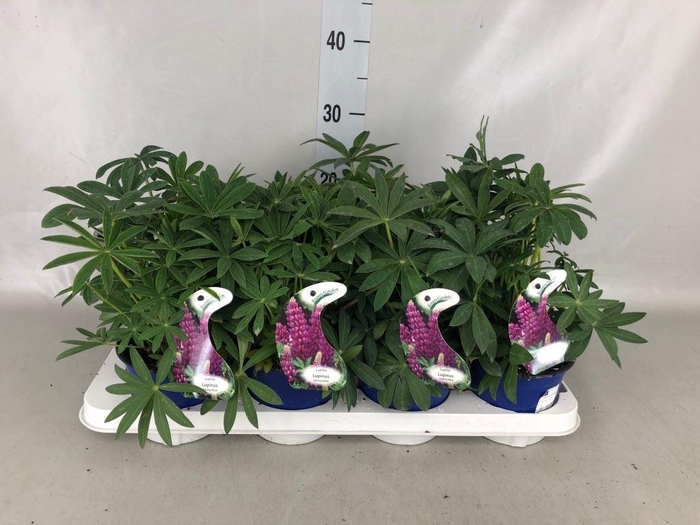 <h4>Lupinus 'Gallery Blue'</h4>