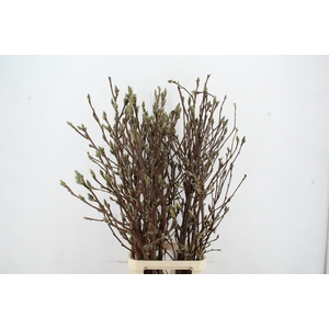 MAGNOLIA SUPERBA 140CM