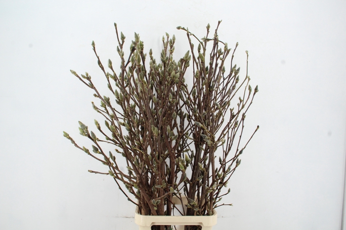 <h4>MAGNOLIA SUPERBA 140CM</h4>