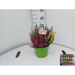 CALLU BL  QUATTRO G