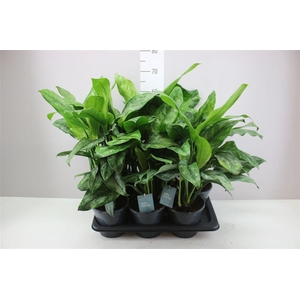 Aglaonema Painted Princess