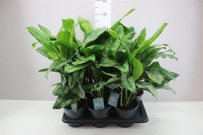 <h4>Aglaonema Painted Princess</h4>