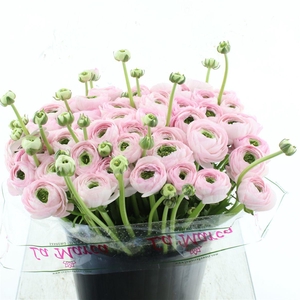 Ran Su Sr Confetto Super