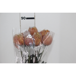 ANASTASIA DARK FUEGO 080 CM