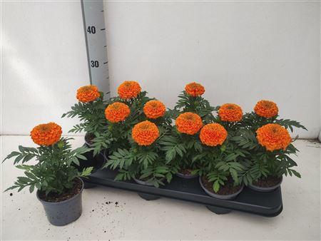 <h4>Tag Er Taish Orange</h4>