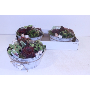 ARR SEMPERVIVUM
