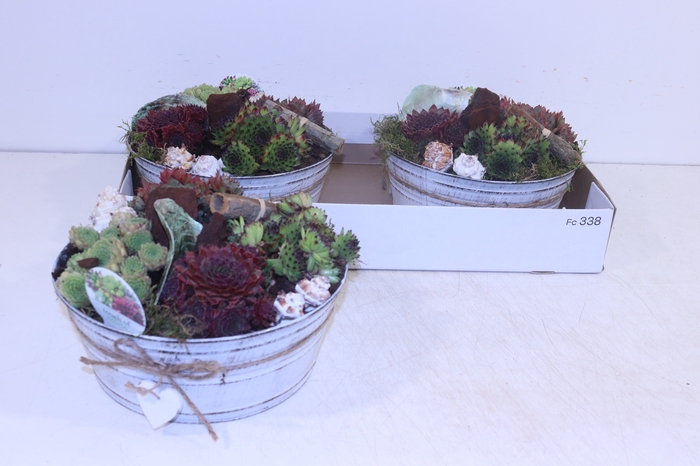 <h4>ARR SEMPERVIVUM</h4>