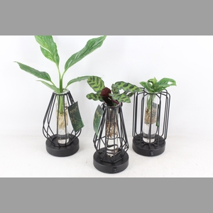 arr3 VD - Turijn glas + led