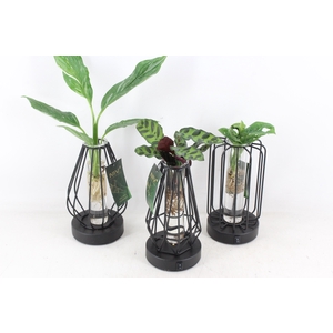 arr3 VD - Turijn glas + led