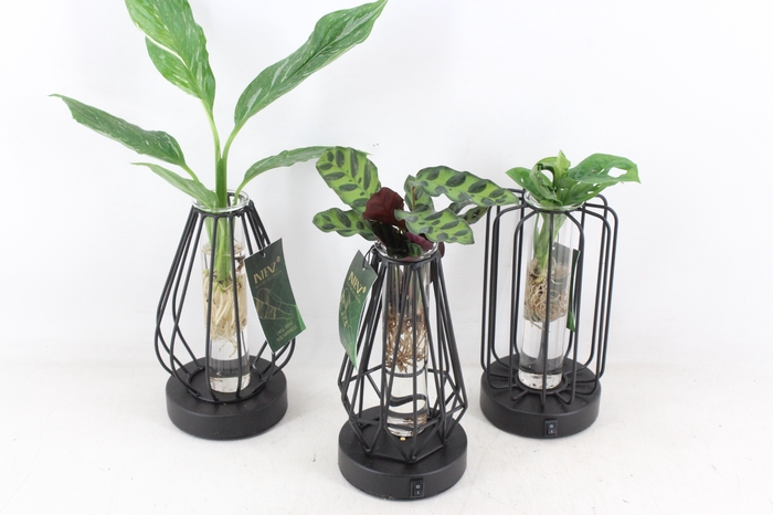 <h4>arr3 VD - Turijn glas + led</h4>