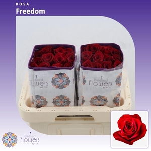 Rosa gr Freedom