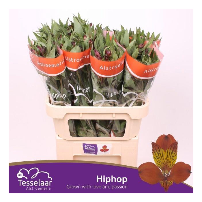 <h4>ALSTR HIPHOP</h4>